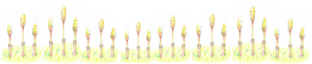 つくしイラスト