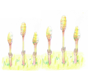 つくしイラスト