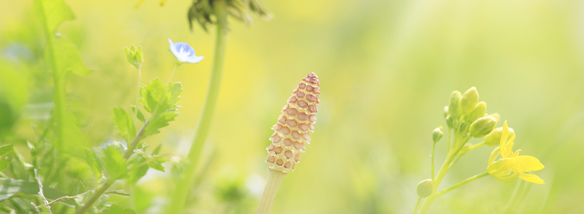 武蔵野市吉祥寺の心理カウンセリング　つくし臨床心理オフィス